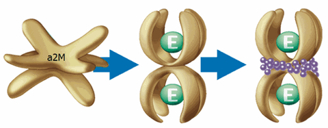 enzyme1