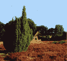 Heide