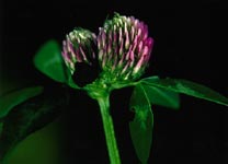 Rotklee (Trifolium pratense)